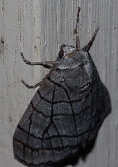 Liometopa rectilinea