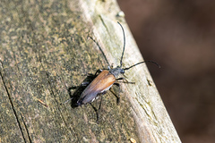 Trachysida mutabilis