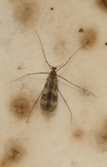 Ditomyiidae