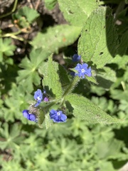 Pentaglottis sempervirens