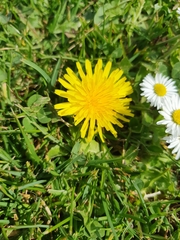Taraxacum
