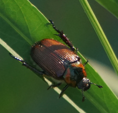 Strigoderma arbicola