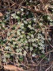 Pyxidanthera barbulata