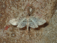 Anageshna