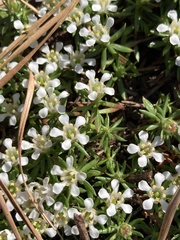 Pyxidanthera barbulata