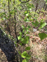 Betula celtiberica
