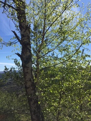 Betula celtiberica