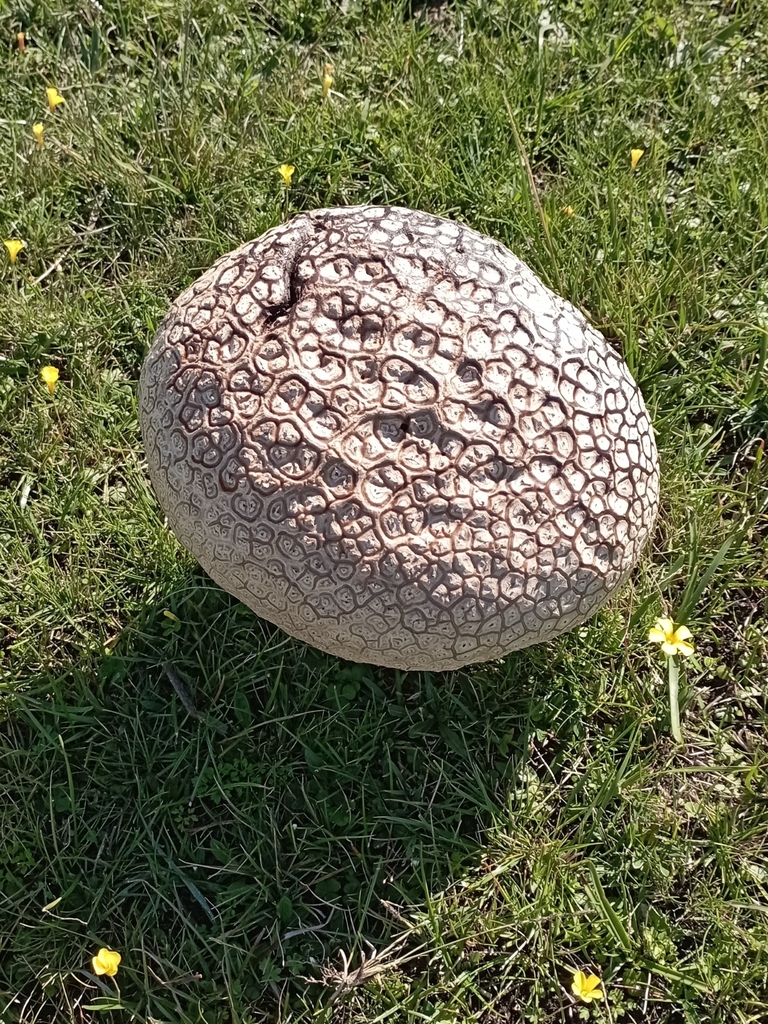 Calvatia cyathiformis · April 2022 · photo: © romigaleota (iNaturalist, cc-by)