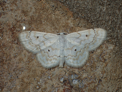 Idaea obfusaria