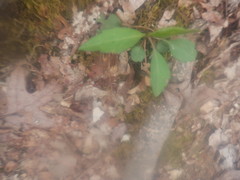 Micranthes virginiensis