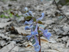 Corydalis solida