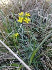 Erysimum crepidifolium