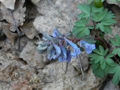 Corydalis solida