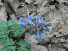 Corydalis solida