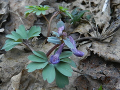 Corydalis solida