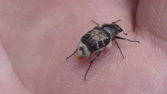 Trichiotinus affinis