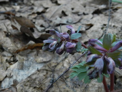 Corydalis solida