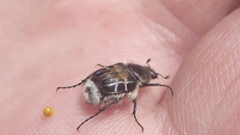 Trichiotinus affinis