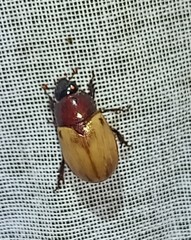 Cyclocephala melanocephala