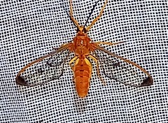 Isanthrene felderi