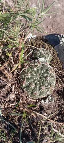 Gymnocalycium reductum