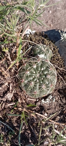 Gymnocalycium reductum