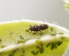Apolinus lividigaster