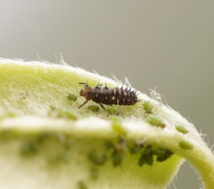 Apolinus lividigaster
