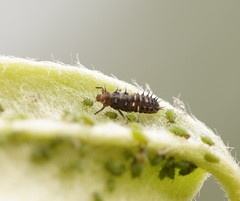 Apolinus lividigaster