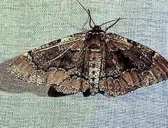 Phaeoura mexicanaria