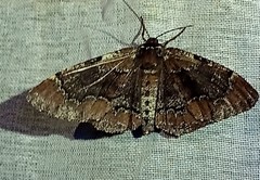 Phaeoura mexicanaria