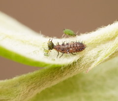 Apolinus lividigaster