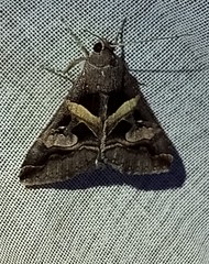 Melipotis perpendicularis