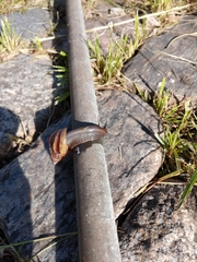 Lissachatina fulica