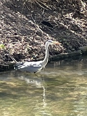 Ardea cinerea