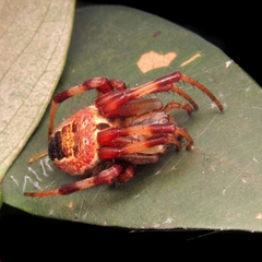 Araneus venatrix