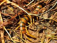 Scolopendra cingulata