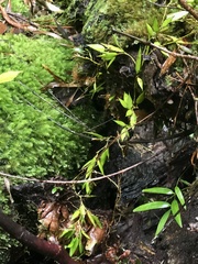 Dendrobium pugioniforme