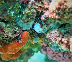 Mexichromis macropus