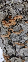 Phellinus chrysoloma