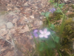 Claytonia caroliniana