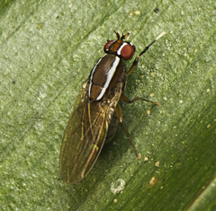 Poecilohetaerus pinnatus