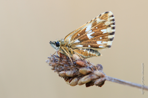 Grizzled Skipper