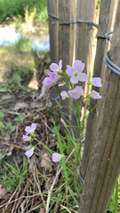 Cardamine pratensis