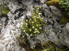 Minuartia buschiana