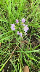 Cardamine pratensis