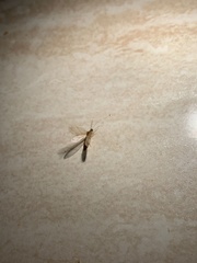 Micromus canariensis