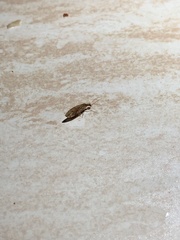 Micromus canariensis