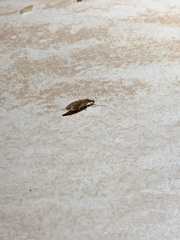 Micromus canariensis