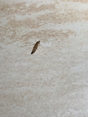 Micromus canariensis